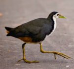 THE WATERBIRD OF LONGING