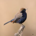 THE DIVINE SPARROW