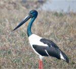 REGAL SCULPTURE OF WETLANDS