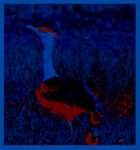 THE GREAT INDIAN BUSTARD - DIGITAL 4