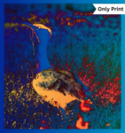 THE GREAT INDIAN BUSTARD - DIGITAL 1 | Only Prints