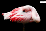 THE GREAT FLAMINGO - DIGITAL | Only Print