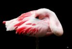 THE GREAT FLAMINGO - DIGITAL