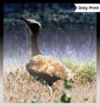 THE GREAT INDIAN BUSTARD - DIGITAL 3 | Only Print