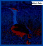 THE GREAT INDIAN BUSTARD - DIGITAL 4 | Only Print
