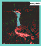 THE GREAT INDIAN BUSTARD - DIGITAL 8 | Only Print