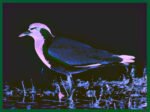 RED-WATTLED LAPWING - DIGITAL 1