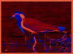 RED-WATTLED LAPWING - DIGITAL 2