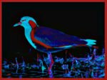 RED-WATTLED LAPWING - DIGITAL 4