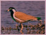 RED-WATTLED LAPWING - DIGITAL 5