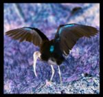 BLACK-HEADED IBIS WINGS - DIGITAL 4