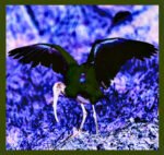 BLACK-HEADED IBIS WINGS - DIGITAL 2