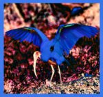 BLACK-HEADED IBIS WINGS - DIGITAL 3