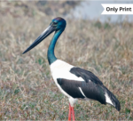 REGAL SCULPTURE OF WETLANDS | Only Print