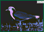 RED-WATTLED LAPWING - DIGITAL 1 | Only Print