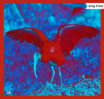 BLACK-HEADED IBIS WINGS - DIGITAL 5 | Only Print