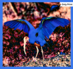 BLACK-HEADED IBIS WINGS - DIGITAL 3 | Only Print