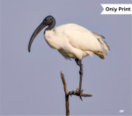 THE AUSPICIOUS BIRD | Only Print