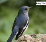 THE BIRD OF A HUNDRED SONGS | Only Print