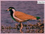 RED-WATTLED LAPWING - DIGITAL 5 | Only Print