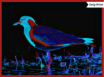 RED-WATTLED LAPWING - DIGITAL 4 | Only Print