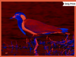 RED-WATTLED LAPWING - DIGITAL 2 | Only Print