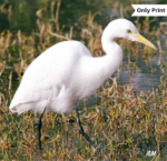 THE AIGRETTE PLUMAGE BIRD | Only Print