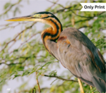 THE BENNU BIRD | Only Print