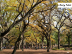 CENTRAL PARK IN AUTUMN - 2 | Only Print