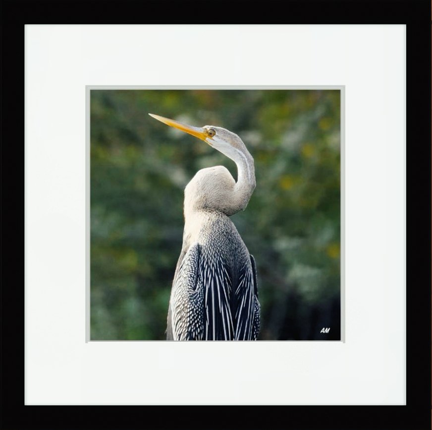 Oriental Darter drying wings smoking in morning sun