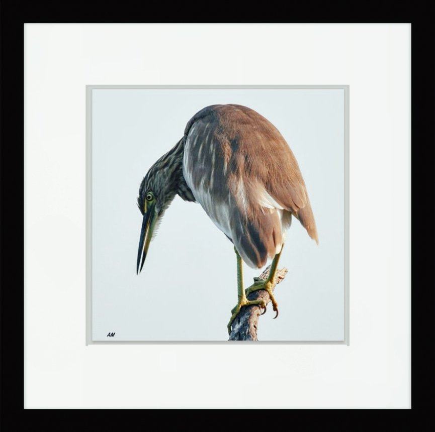 Indian Pond Heron in Keoladeo National Park