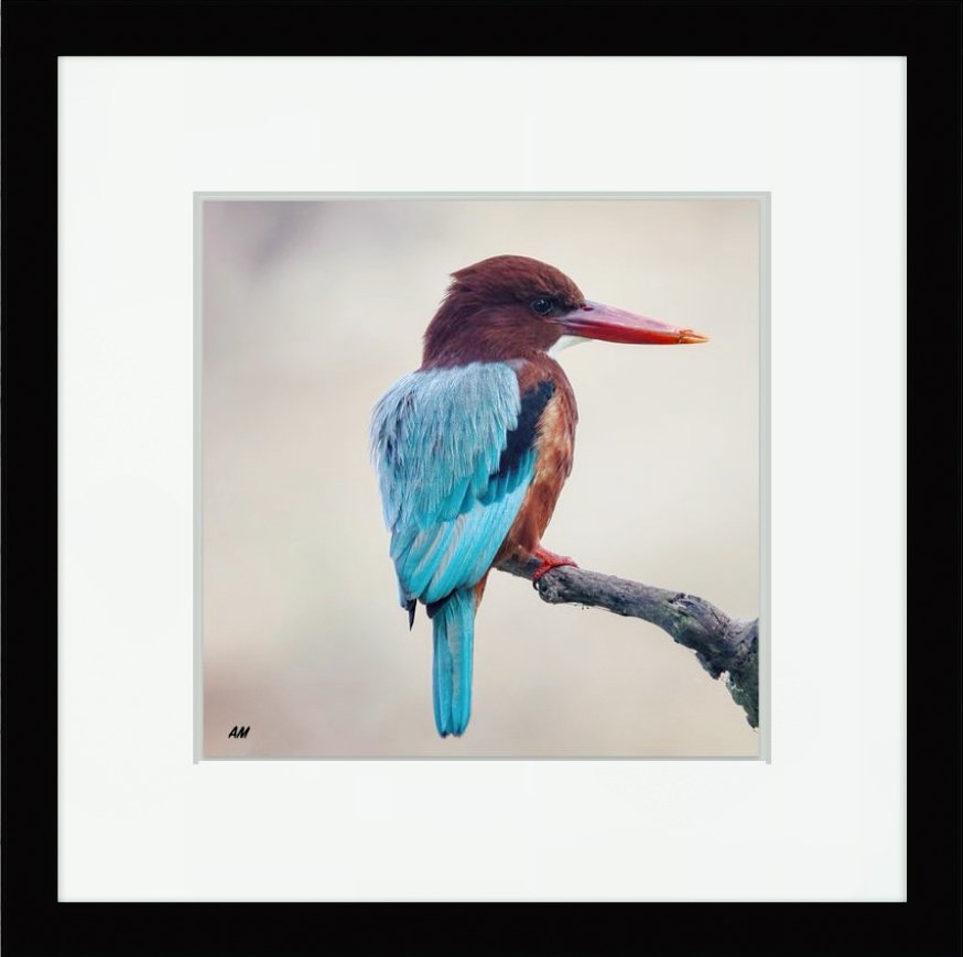 White-throated Kingfisher perched like a jewel in morning fog