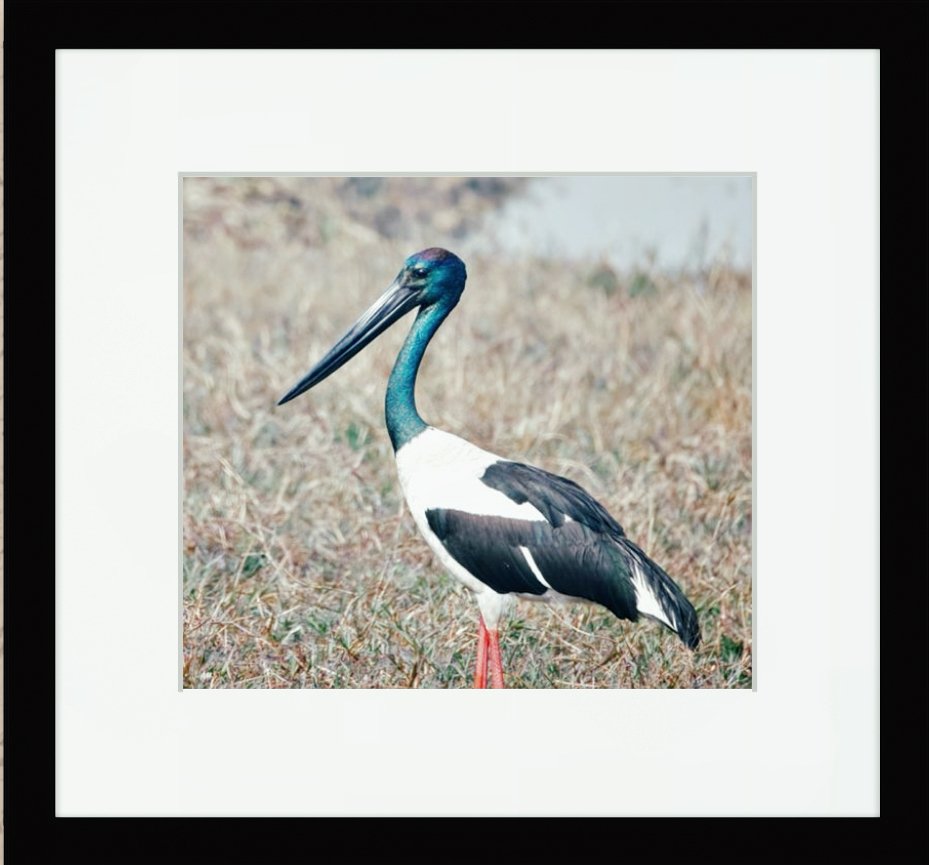 Black-necked Stork wading through reeds in Keoladeo - rare bird