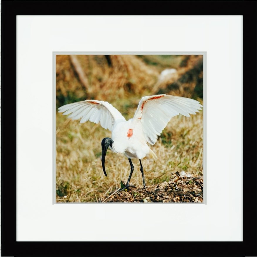 Black-headed Ibis spreading wings after bath