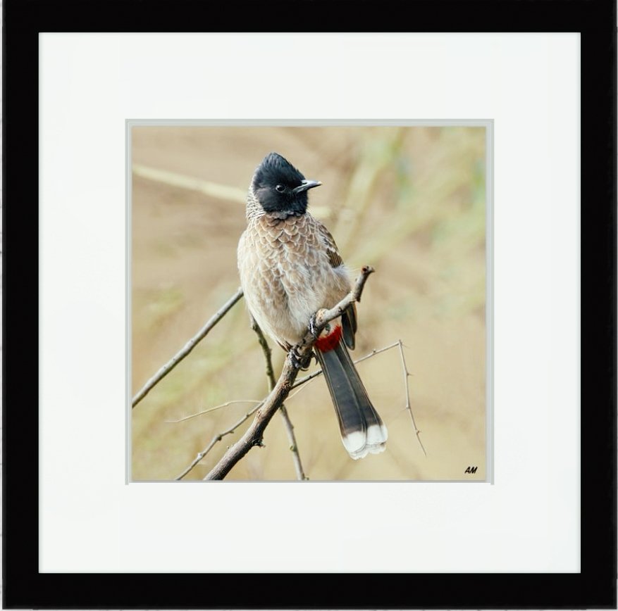 Red-vented Bulbul perched on twig in Keoladeo National Park