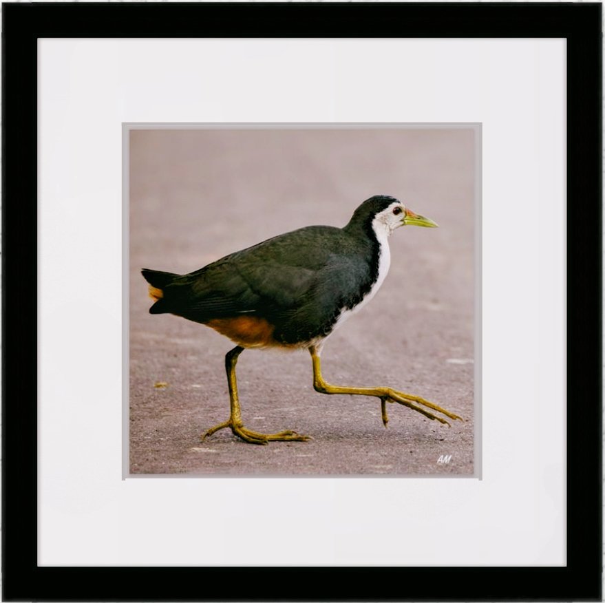 White-breasted Waterhen dashing across road in Bharatpur