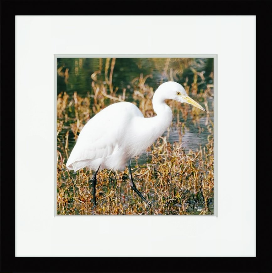 Intermediate White Egret in silent grace at Keoladeo